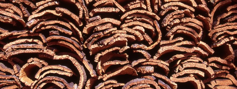 Imagem de Destaque do Curso: UC00444 - Analisar o ciclo da cortiça do montado de sobro ao produto final