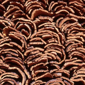 UC00444 - Analisar o ciclo da cortiça do montado de sobro ao produto final