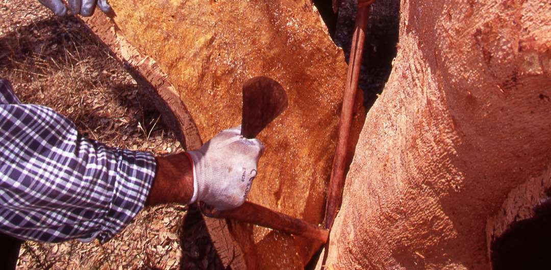 UFCD 3129 - Recolha de produtos florestais - extração de cortiça