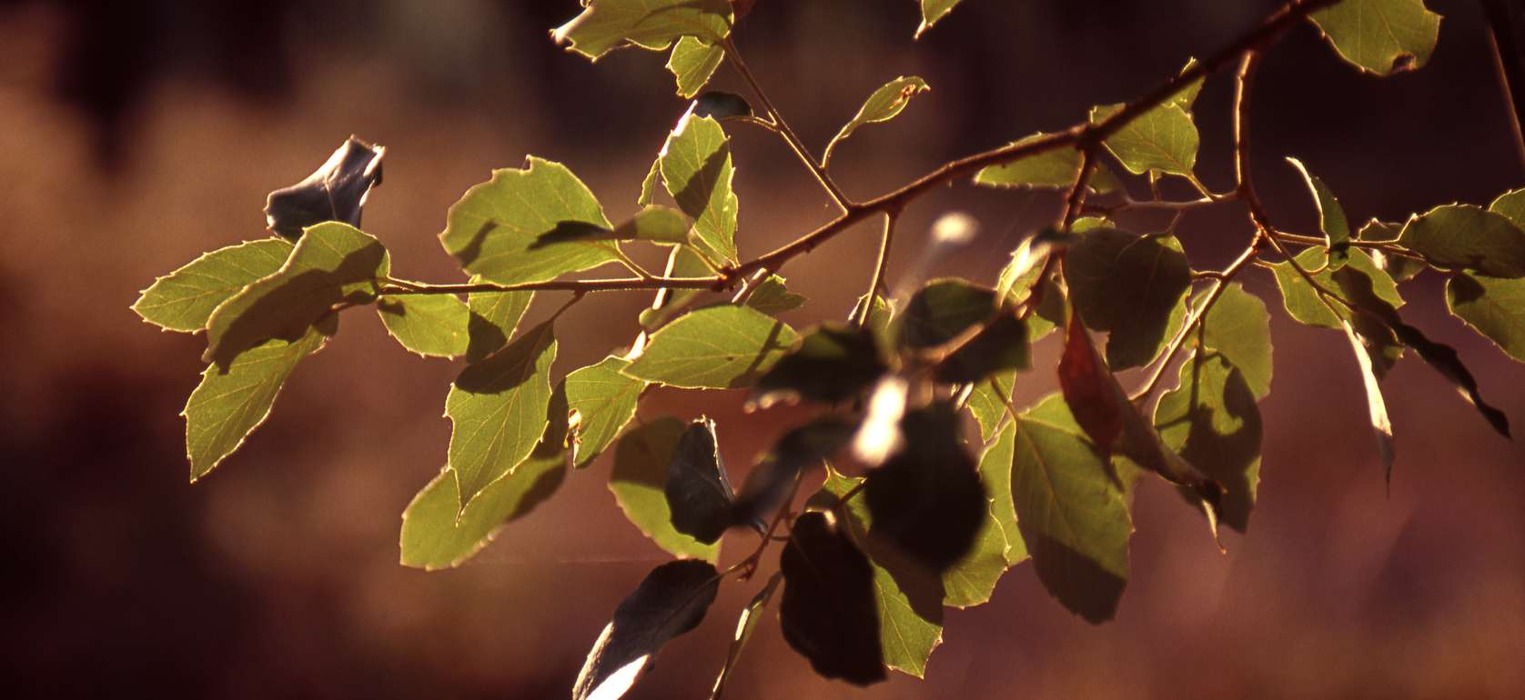 UFCD 3128 - Podas e desbastes